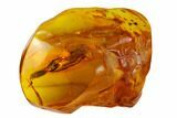 Detailed Fossil Beetle (Elateroidea) in Baltic Amber #170057-1